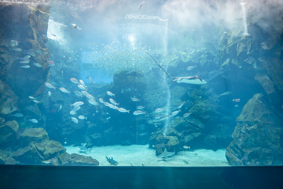 【桃園景點】XPARK水族館/13展區導覽/購票優惠/表演時間全攻略 @Alina 愛琳娜