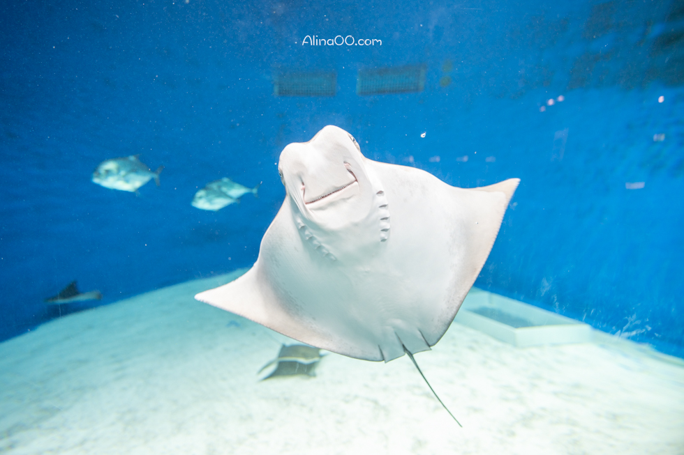 【桃園景點】XPARK水族館/13展區導覽/購票優惠/表演時間全攻略 @Alina 愛琳娜