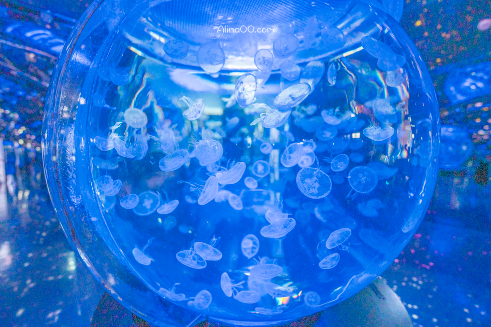 【桃園景點】XPARK水族館/13展區導覽/購票優惠/表演時間全攻略 @Alina 愛琳娜