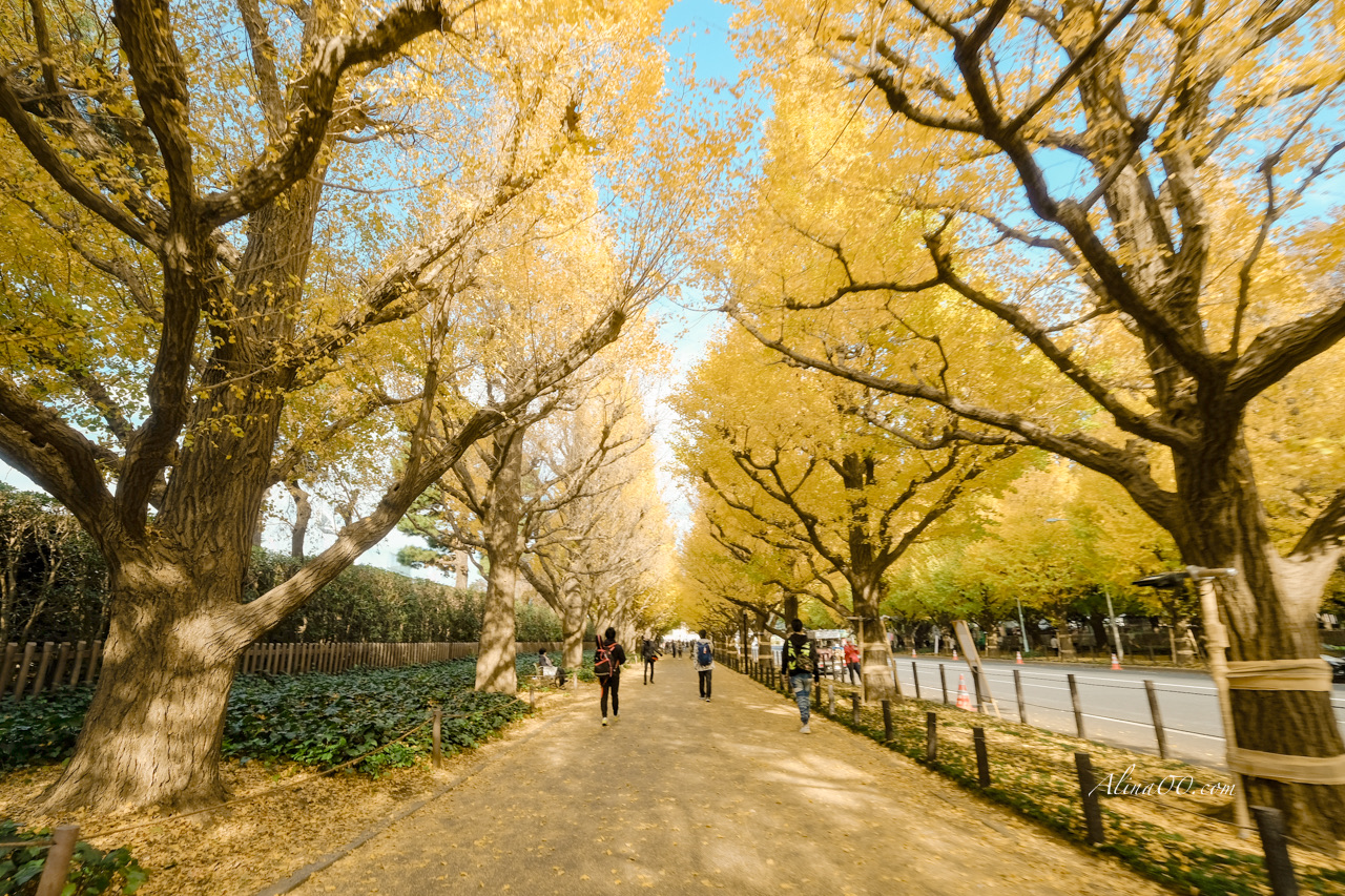 東京明治神宮外苑 銀杏大道｜金黃浪漫季節時間就在11月 @Alina 愛琳娜