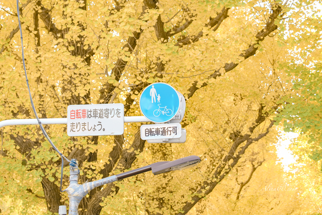 東京明治神宮外苑 銀杏大道｜金黃浪漫季節時間就在11月 @Alina 愛琳娜