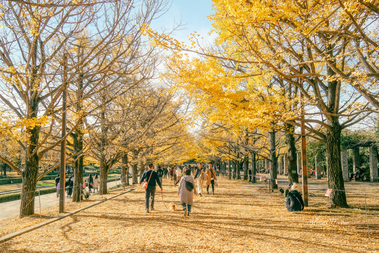 東京銀杏景點推薦》3個經典必去銀杏步道：明治神宮外苑、東大、昭和紀念公園 @Alina 愛琳娜