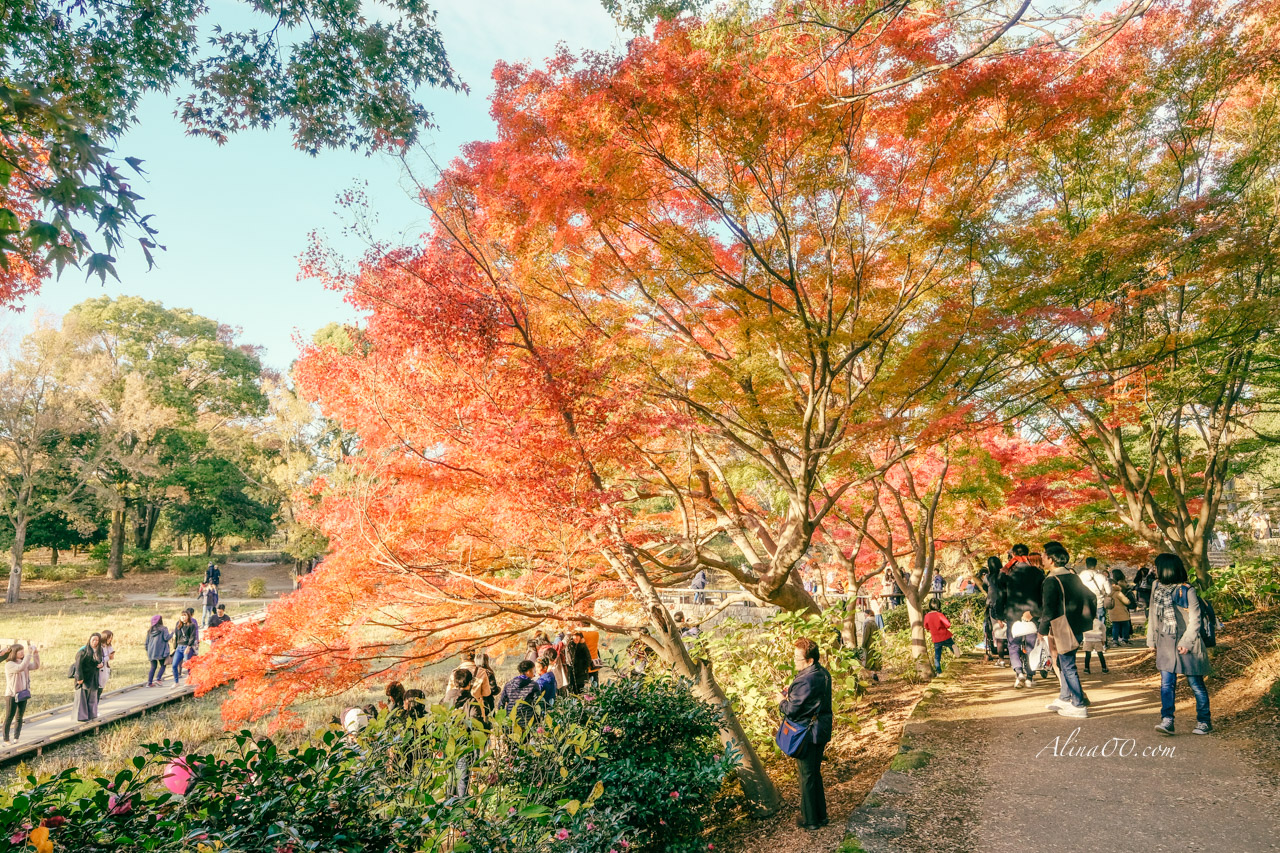 東京國營昭和紀念公園|金黃銀杏大道秋天必拍,附交通及門票資訊 @Alina 愛琳娜 東京國營昭和紀念公園|金黃銀杏大道秋天必拍,附交通及門票資訊 @Alina 愛琳娜