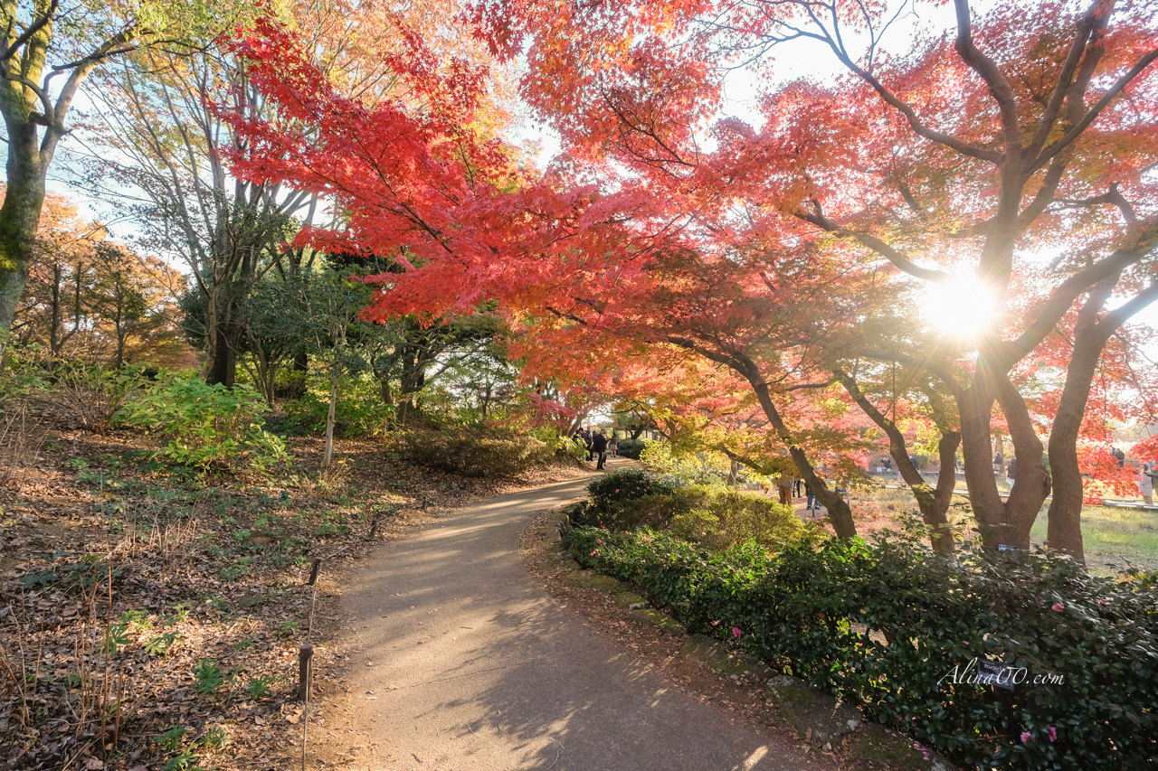 東京國營昭和紀念公園|金黃銀杏大道秋天必拍,附交通及門票資訊 @Alina 愛琳娜 東京國營昭和紀念公園|金黃銀杏大道秋天必拍,附交通及門票資訊 @Alina 愛琳娜