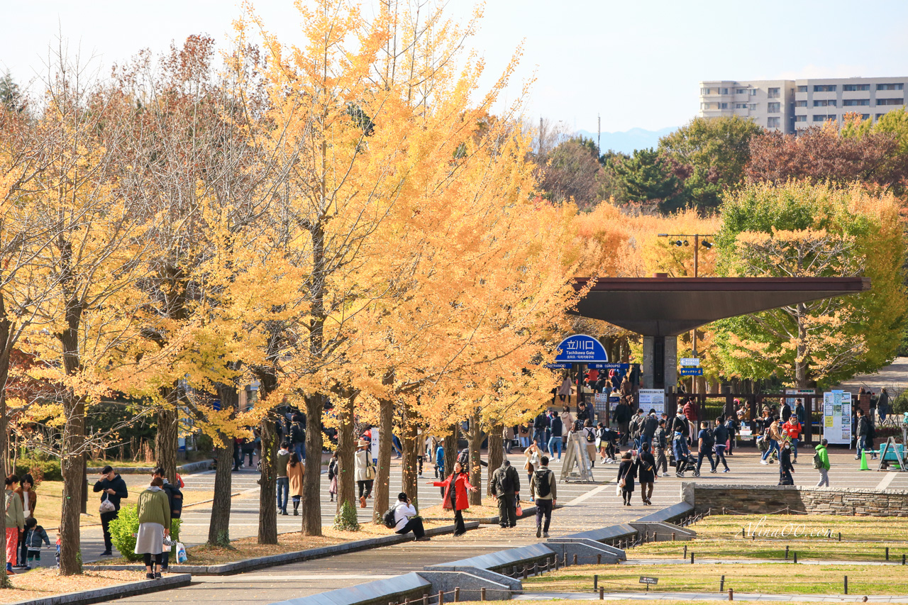 東京國營昭和紀念公園|金黃銀杏大道秋天必拍,附交通及門票資訊 @Alina 愛琳娜 東京國營昭和紀念公園|金黃銀杏大道秋天必拍,附交通及門票資訊 @Alina 愛琳娜