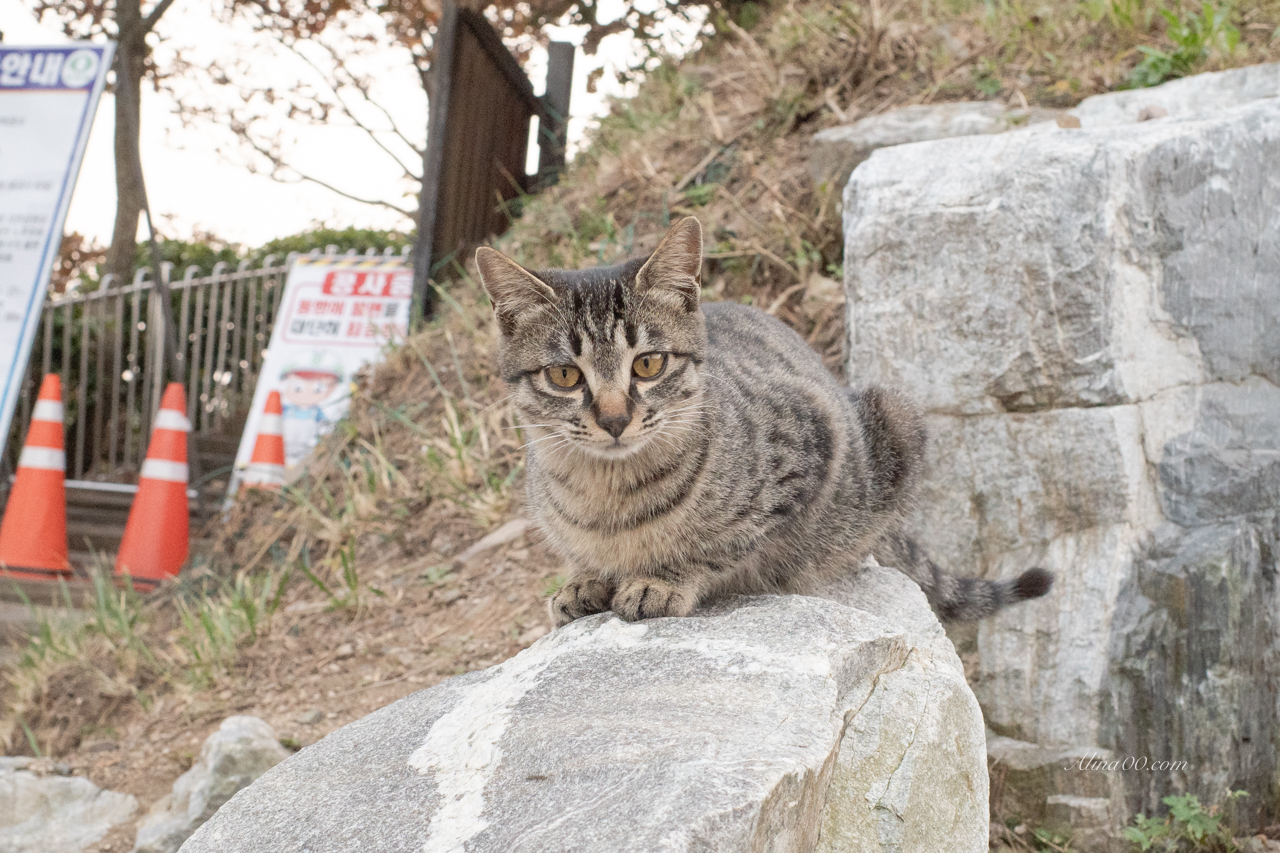 【釜山景點】松島龍宮雲橋天空步道-連通松島吊橋,Visit Busan Pass 免費入場 @Alina 愛琳娜 【釜山景點】松島龍宮雲橋天空步道-連通松島吊橋,Visit Busan Pass 免費入場 @Alina 愛琳娜