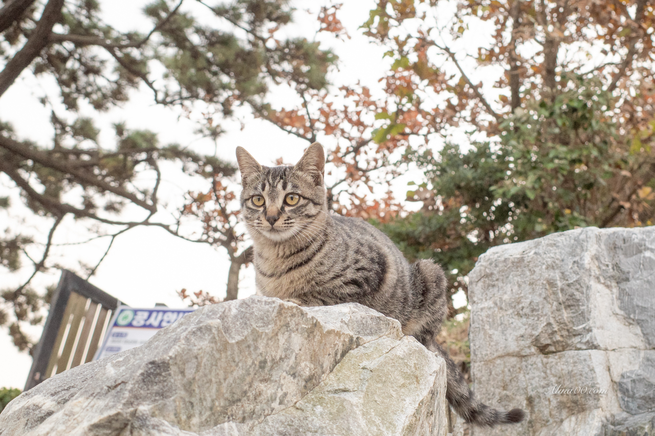 【釜山景點】松島龍宮雲橋天空步道-連通松島吊橋,Visit Busan Pass 免費入場 @Alina 愛琳娜