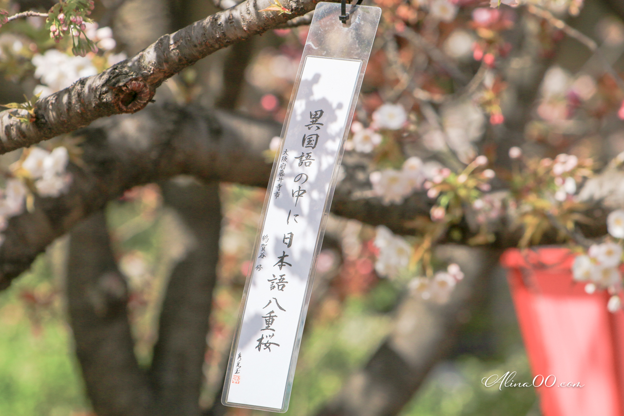 大阪造幣局櫻花大道 預約制|關西賞櫻必去景點,櫻花品種超多 @Alina 愛琳娜 大阪造幣局櫻花大道 預約制|關西賞櫻必去景點,櫻花品種超多 @Alina 愛琳娜