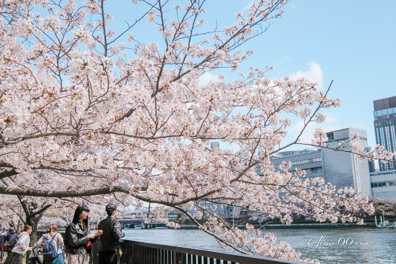 大阪造幣局櫻花大道 預約制|關西賞櫻必去景點,櫻花品種超多 @Alina 愛琳娜 大阪造幣局櫻花大道 預約制|關西賞櫻必去景點,櫻花品種超多 @Alina 愛琳娜