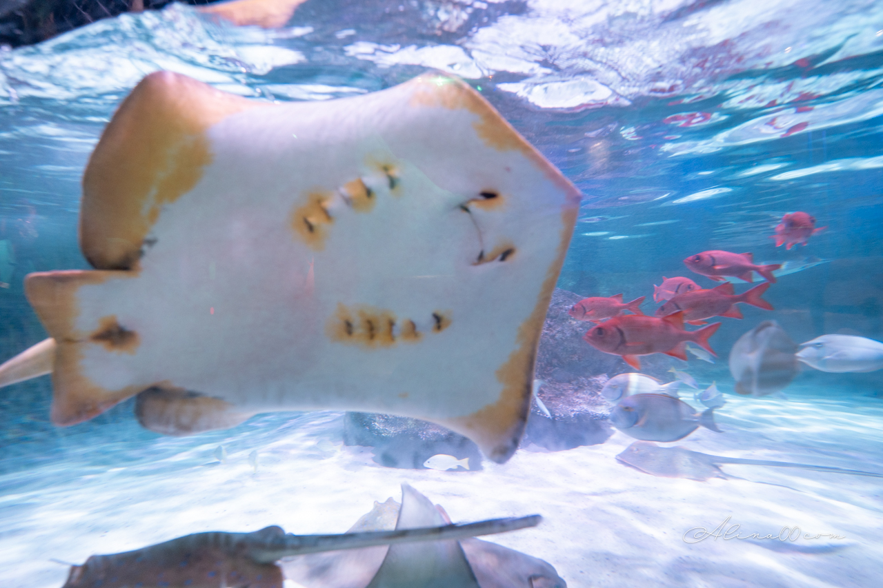 【名古屋景點】SEA LIFE 名古屋水族館｜小巧可愛的樂高海底世界 @Alina 愛琳娜