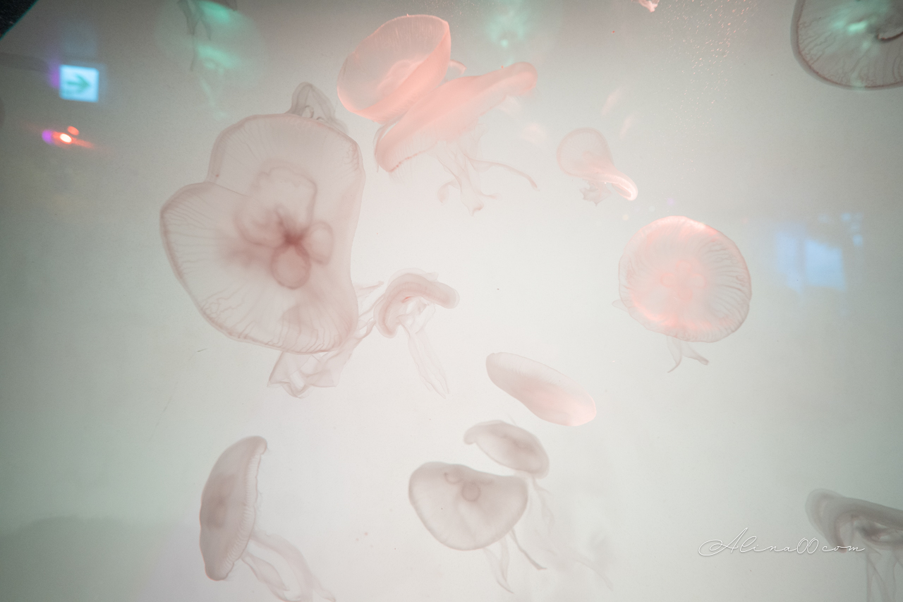 【名古屋景點】SEA LIFE 名古屋水族館｜小巧可愛的樂高海底世界 @Alina 愛琳娜