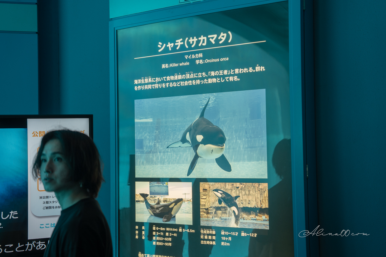 名古屋港水族館|日本最大海遊館,虎鯨表演超精彩 @Alina 愛琳娜 名古屋港水族館|日本最大海遊館,虎鯨表演超精彩 @Alina 愛琳娜