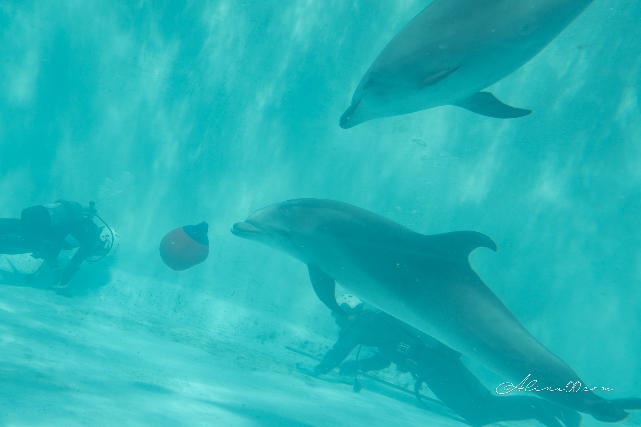 名古屋港水族館|日本最大海遊館,虎鯨表演超精彩 @Alina 愛琳娜 名古屋港水族館|日本最大海遊館,虎鯨表演超精彩 @Alina 愛琳娜