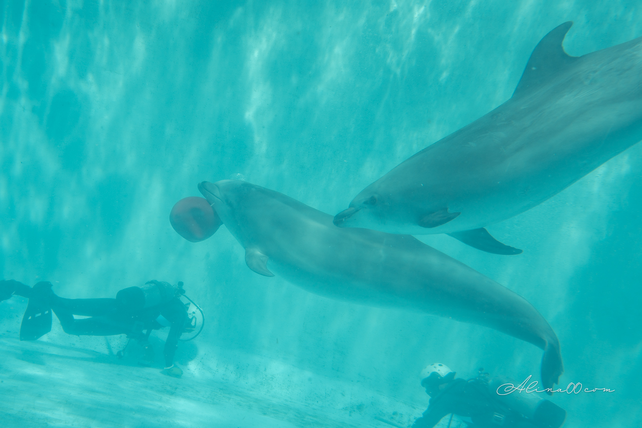 名古屋港水族館|日本最大海遊館,虎鯨表演超精彩 @Alina 愛琳娜 名古屋港水族館|日本最大海遊館,虎鯨表演超精彩 @Alina 愛琳娜