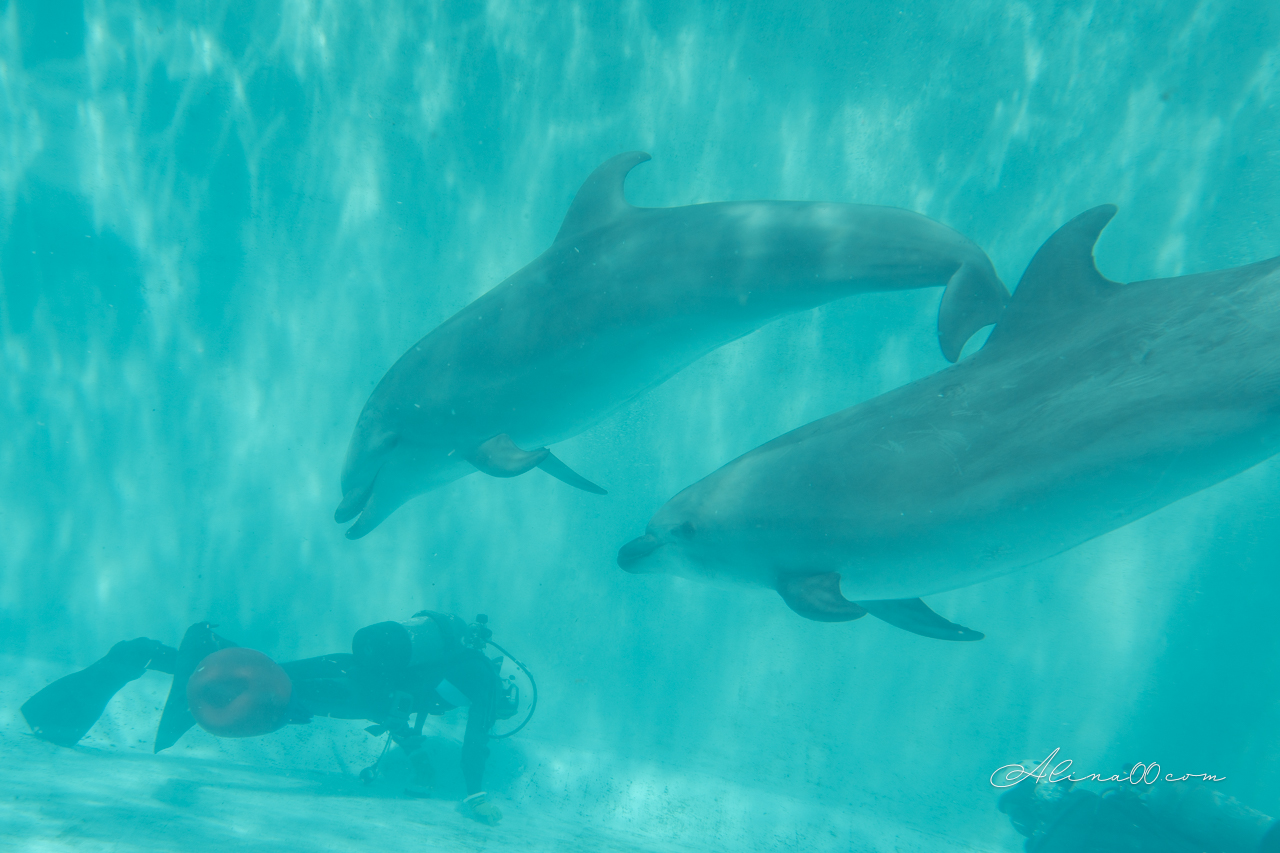 名古屋港水族館|日本最大海遊館,虎鯨表演超精彩 @Alina 愛琳娜 名古屋港水族館|日本最大海遊館,虎鯨表演超精彩 @Alina 愛琳娜