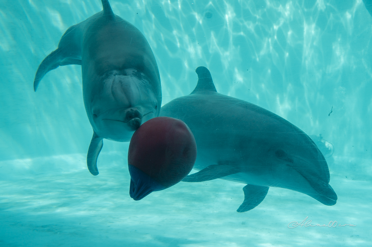 名古屋港水族館|日本最大海遊館,虎鯨表演超精彩 @Alina 愛琳娜 名古屋港水族館|日本最大海遊館,虎鯨表演超精彩 @Alina 愛琳娜