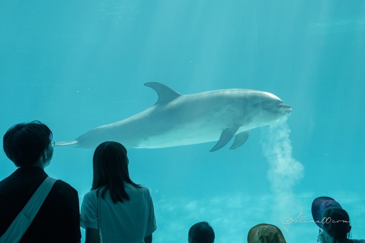 名古屋港水族館｜日本最大海遊館，虎鯨表演超精彩 @Alina 愛琳娜