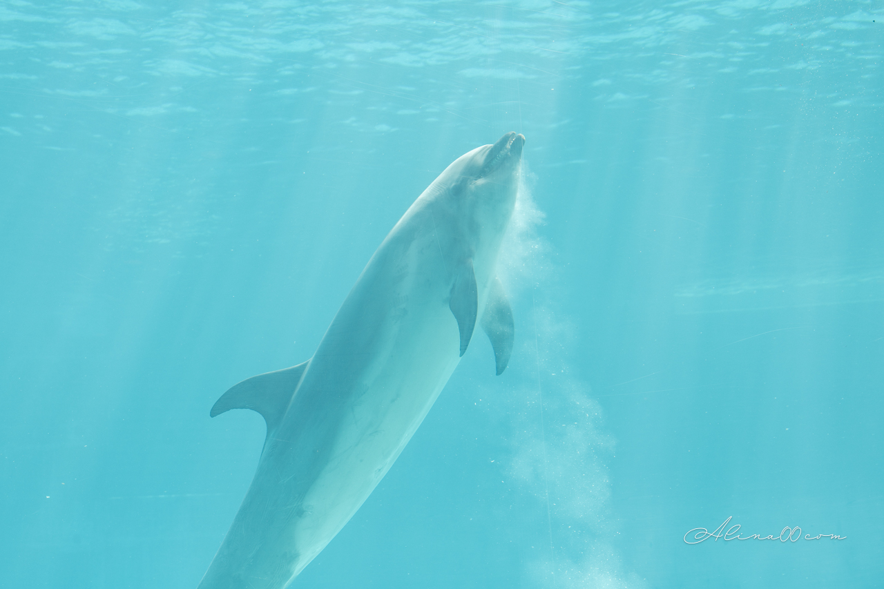 名古屋港水族館|日本最大海遊館,虎鯨表演超精彩 @Alina 愛琳娜 名古屋港水族館|日本最大海遊館,虎鯨表演超精彩 @Alina 愛琳娜