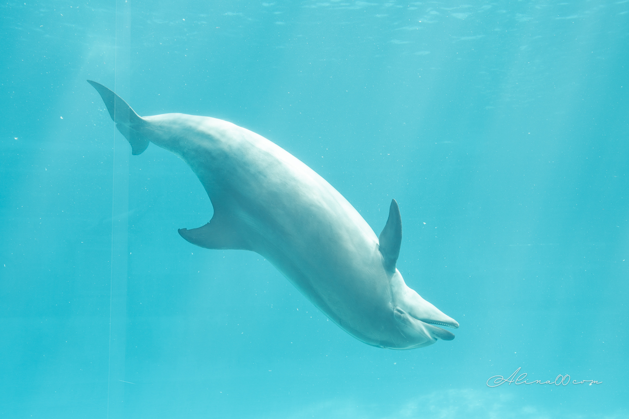 名古屋港水族館|日本最大海遊館,虎鯨表演超精彩 @Alina 愛琳娜 名古屋港水族館|日本最大海遊館,虎鯨表演超精彩 @Alina 愛琳娜