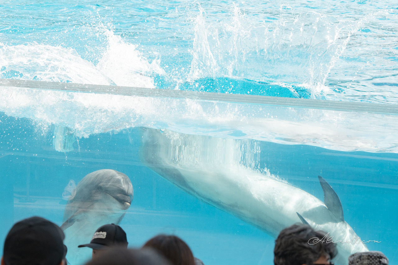 名古屋港水族館｜日本最大海遊館，虎鯨表演超精彩 @Alina 愛琳娜