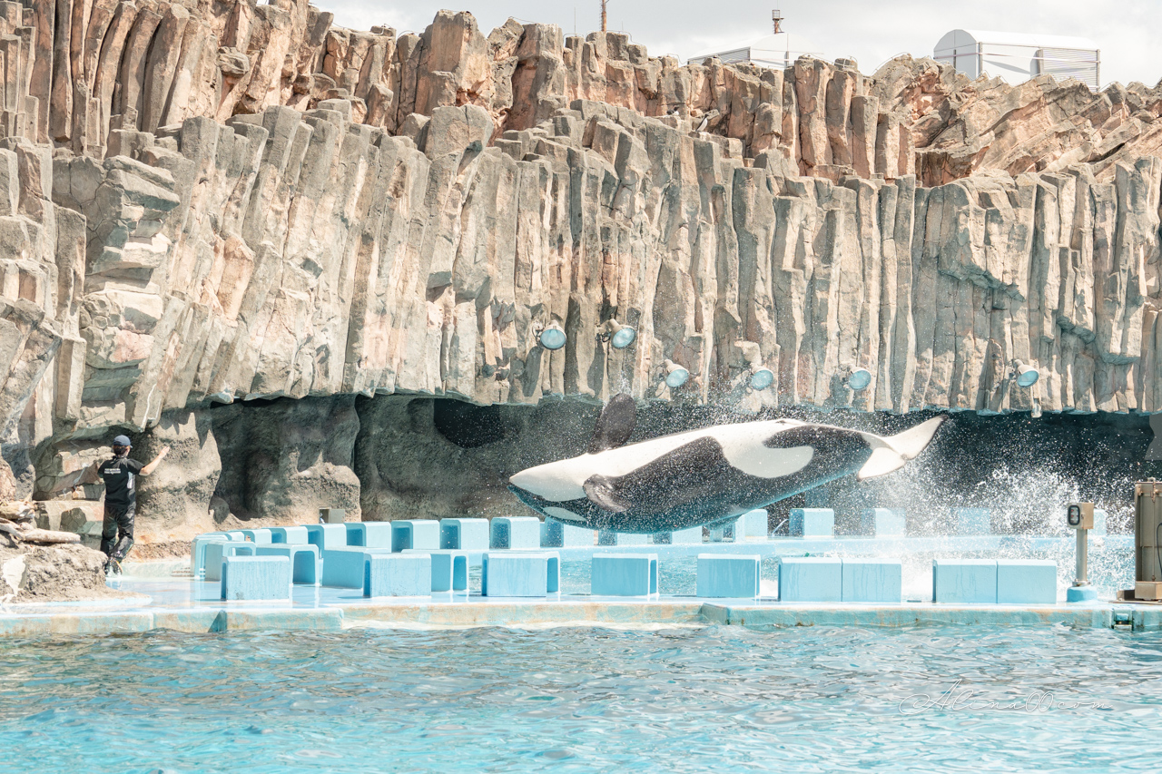 名古屋港水族館|日本最大海遊館,虎鯨表演超精彩 @Alina 愛琳娜 名古屋港水族館|日本最大海遊館,虎鯨表演超精彩 @Alina 愛琳娜