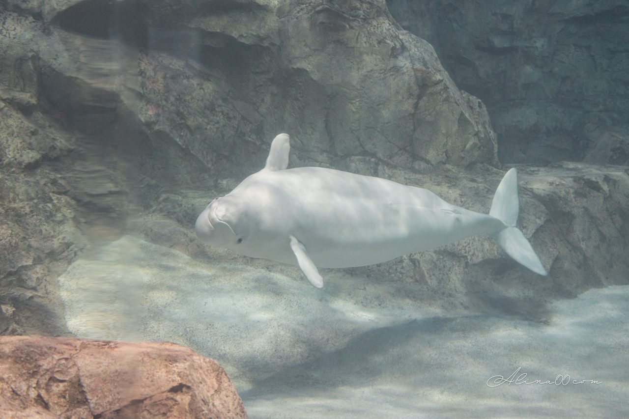 名古屋港水族館|日本最大海遊館,虎鯨表演超精彩 @Alina 愛琳娜 名古屋港水族館|日本最大海遊館,虎鯨表演超精彩 @Alina 愛琳娜