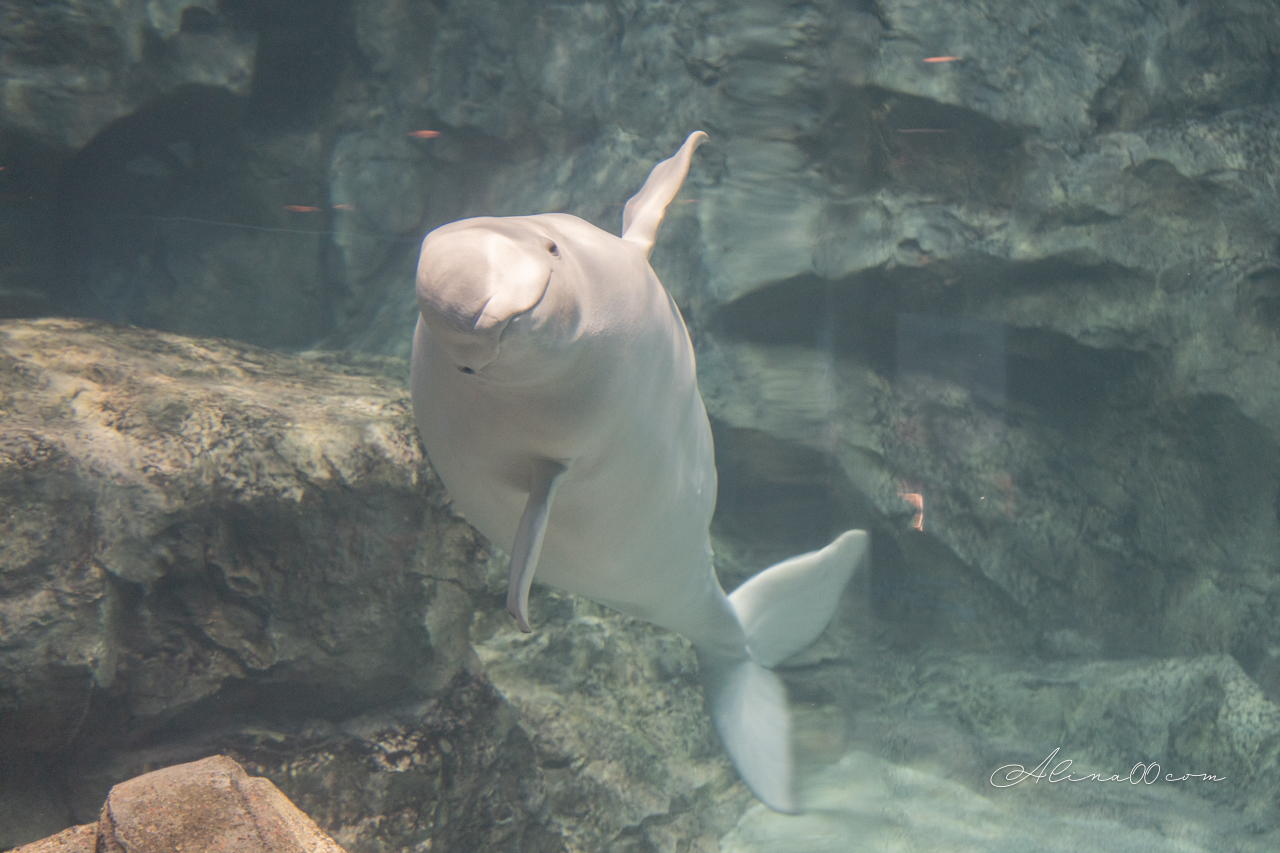 名古屋港水族館|日本最大海遊館,虎鯨表演超精彩 @Alina 愛琳娜 名古屋港水族館|日本最大海遊館,虎鯨表演超精彩 @Alina 愛琳娜