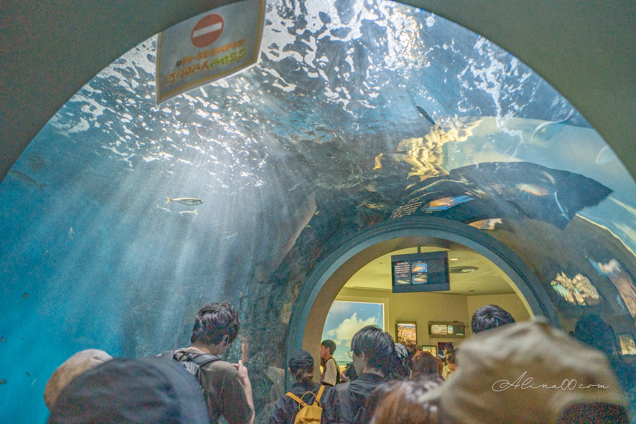 名古屋港水族館｜日本最大海遊館，虎鯨表演超精彩 @Alina 愛琳娜