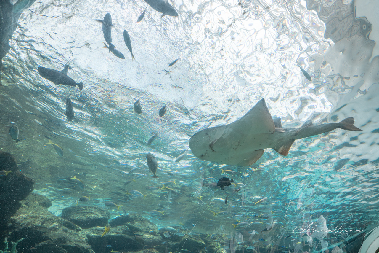名古屋港水族館|日本最大海遊館,虎鯨表演超精彩 @Alina 愛琳娜 名古屋港水族館|日本最大海遊館,虎鯨表演超精彩 @Alina 愛琳娜