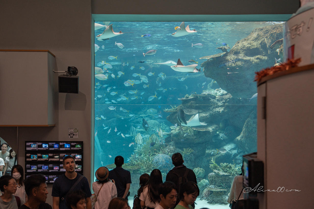 名古屋港水族館|日本最大海遊館,虎鯨表演超精彩 @Alina 愛琳娜 名古屋港水族館|日本最大海遊館,虎鯨表演超精彩 @Alina 愛琳娜