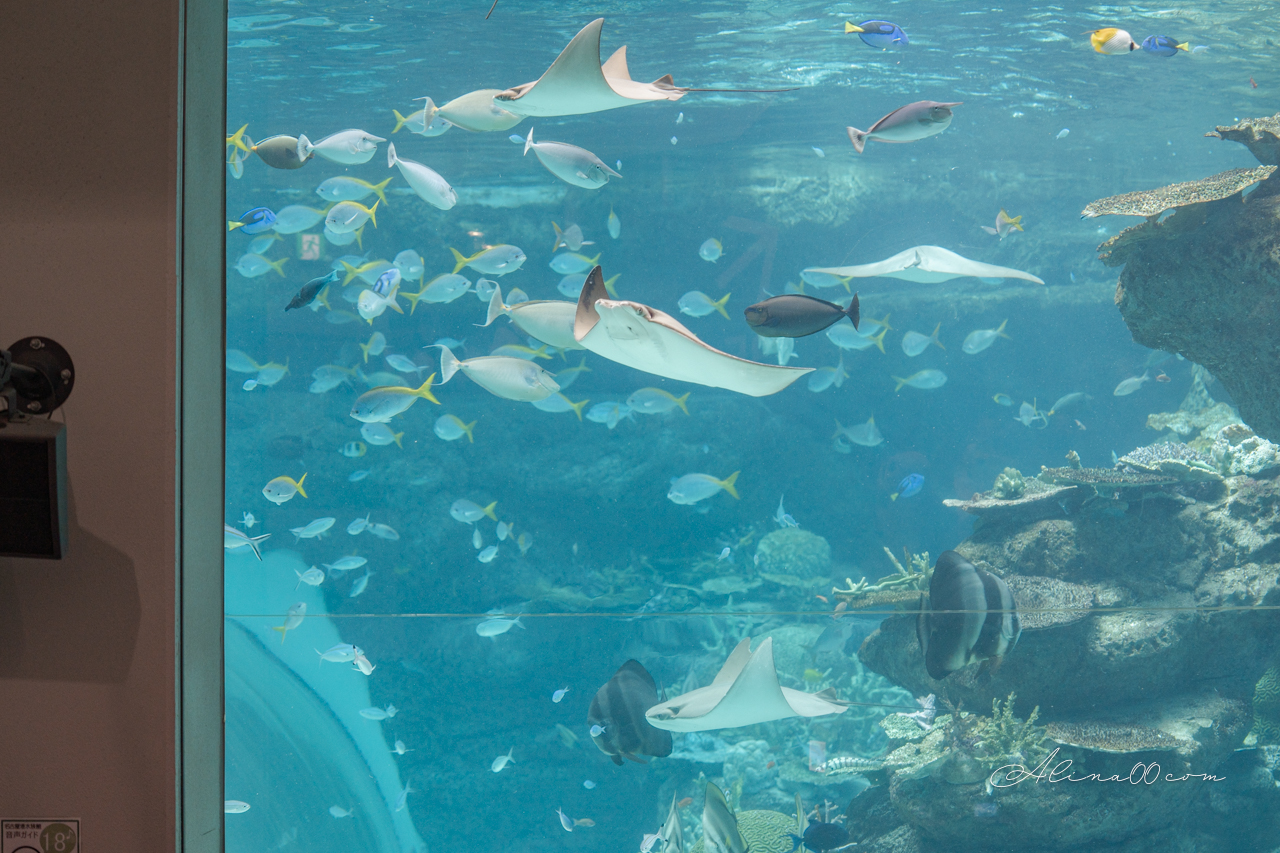 名古屋港水族館|日本最大海遊館,虎鯨表演超精彩 @Alina 愛琳娜 名古屋港水族館|日本最大海遊館,虎鯨表演超精彩 @Alina 愛琳娜