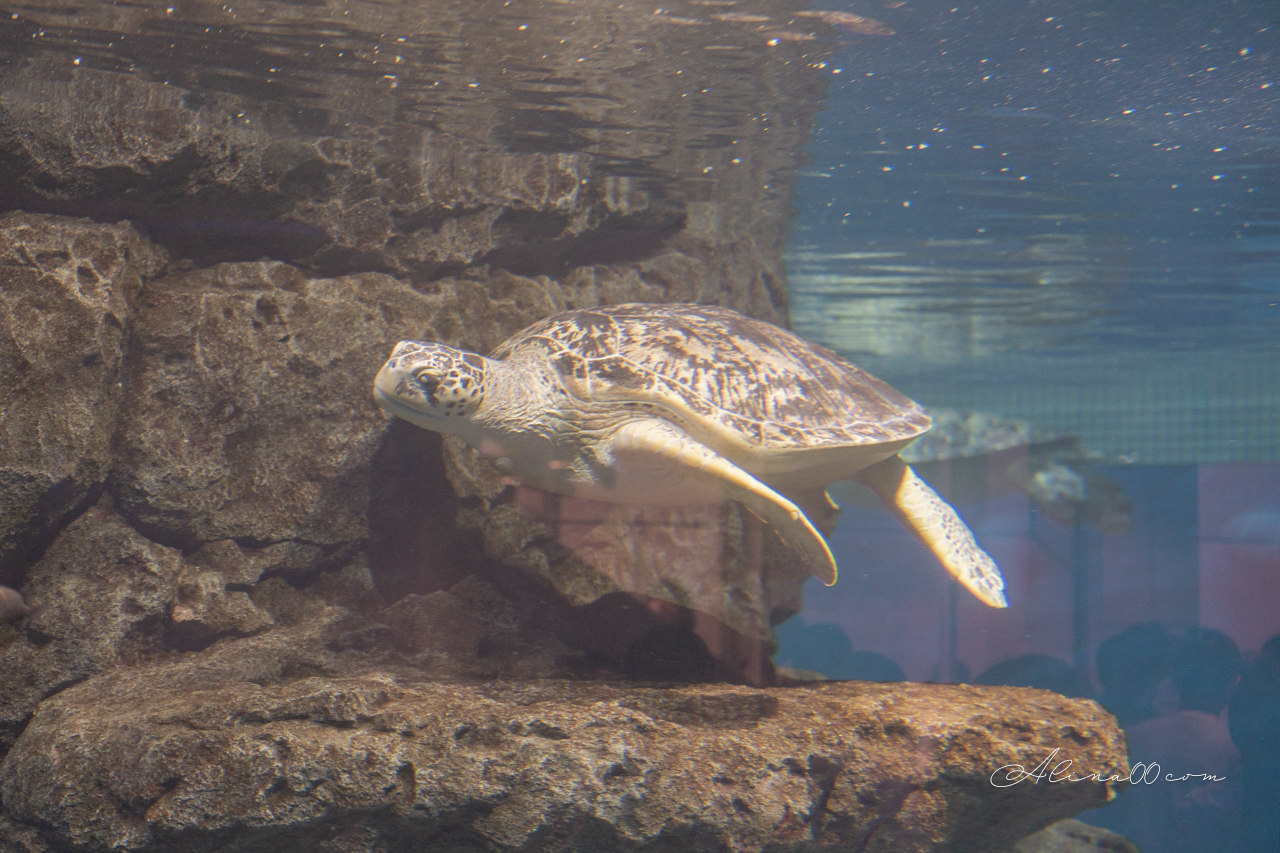名古屋港水族館|日本最大海遊館,虎鯨表演超精彩 @Alina 愛琳娜 名古屋港水族館|日本最大海遊館,虎鯨表演超精彩 @Alina 愛琳娜