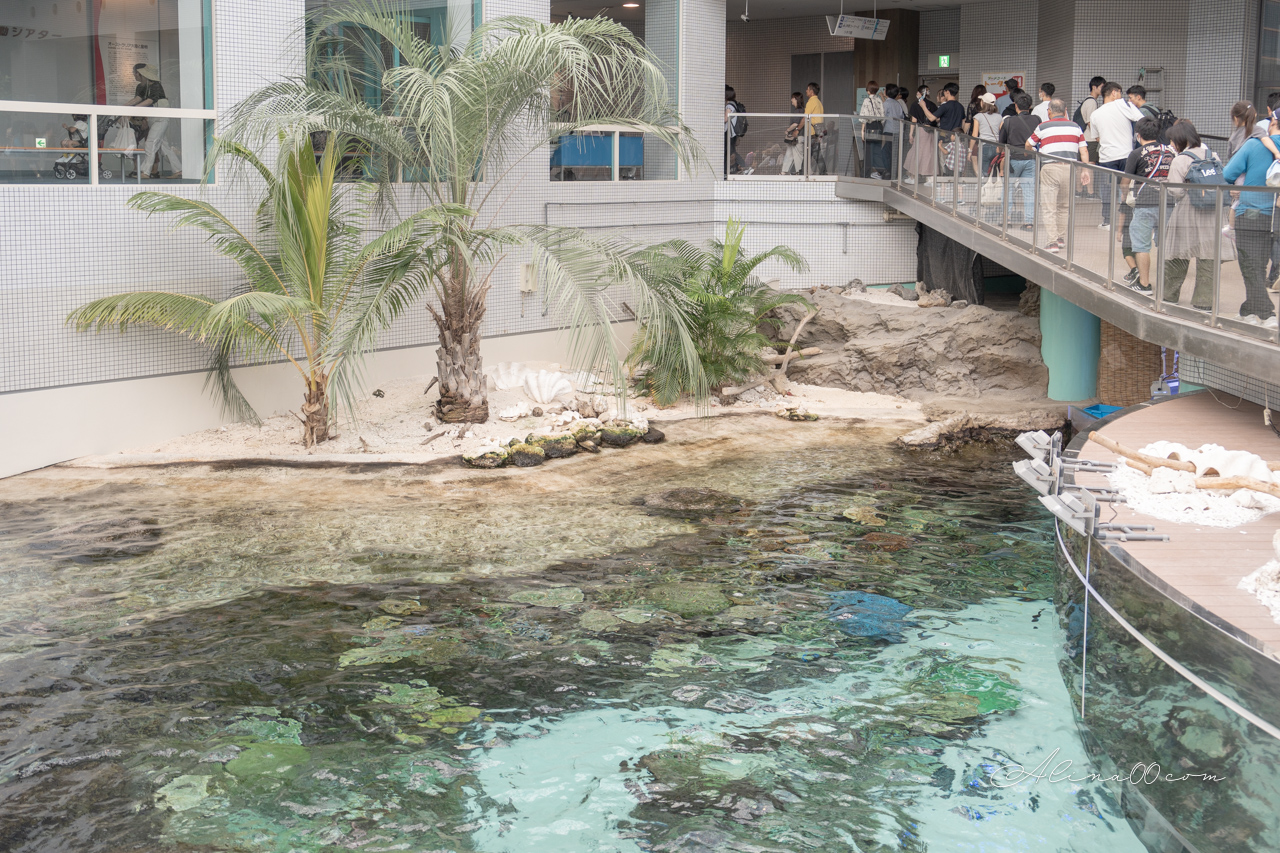 名古屋港水族館|日本最大海遊館,虎鯨表演超精彩 @Alina 愛琳娜 名古屋港水族館|日本最大海遊館,虎鯨表演超精彩 @Alina 愛琳娜