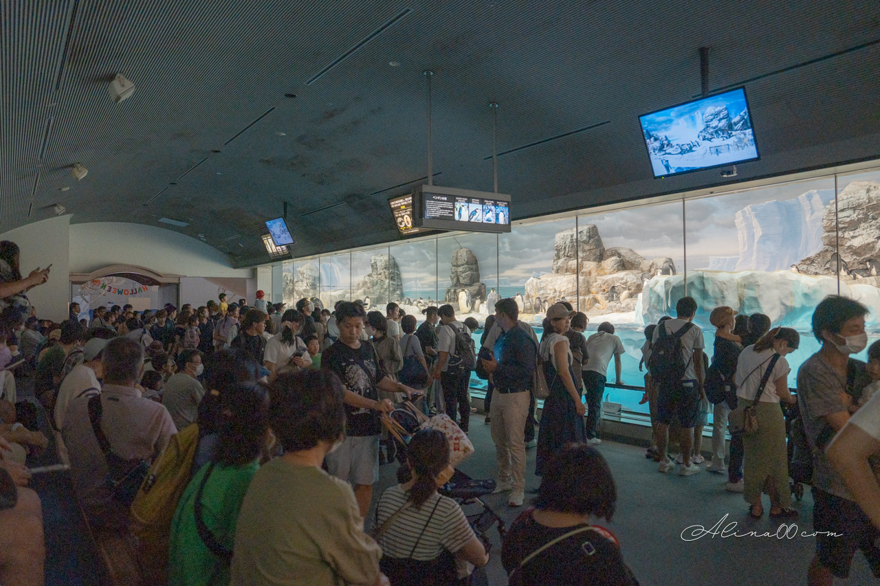 名古屋港水族館|日本最大海遊館,虎鯨表演超精彩 @Alina 愛琳娜 名古屋港水族館|日本最大海遊館,虎鯨表演超精彩 @Alina 愛琳娜