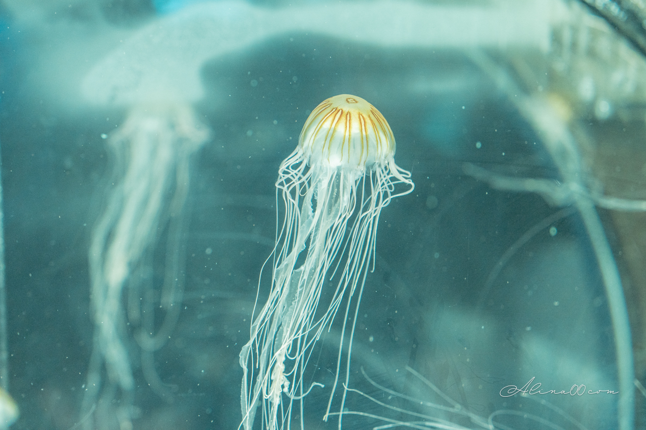 名古屋港水族館|日本最大海遊館,虎鯨表演超精彩 @Alina 愛琳娜 名古屋港水族館|日本最大海遊館,虎鯨表演超精彩 @Alina 愛琳娜