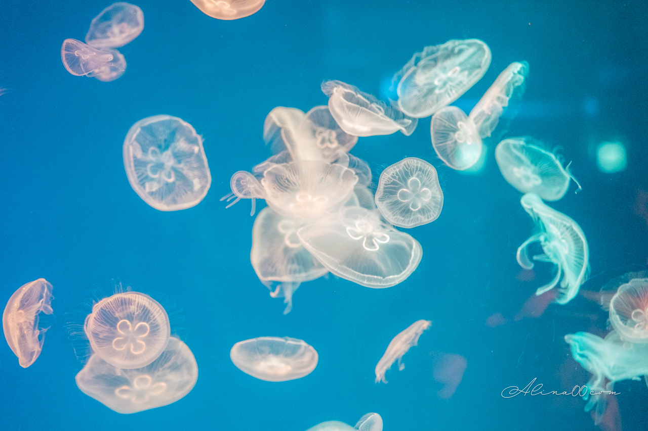 名古屋港水族館|日本最大海遊館,虎鯨表演超精彩 @Alina 愛琳娜 名古屋港水族館|日本最大海遊館,虎鯨表演超精彩 @Alina 愛琳娜