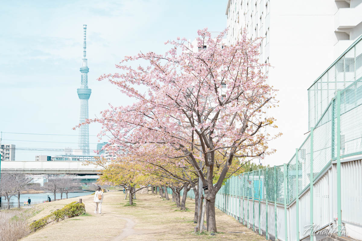 舊中川水邊公園｜早春河津櫻與東京晴空塔相伴，夏天有繡球花 @Alina 愛琳娜