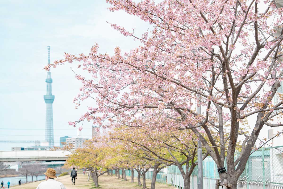 舊中川水邊公園｜早春河津櫻與東京晴空塔相伴，夏天有繡球花 @Alina 愛琳娜