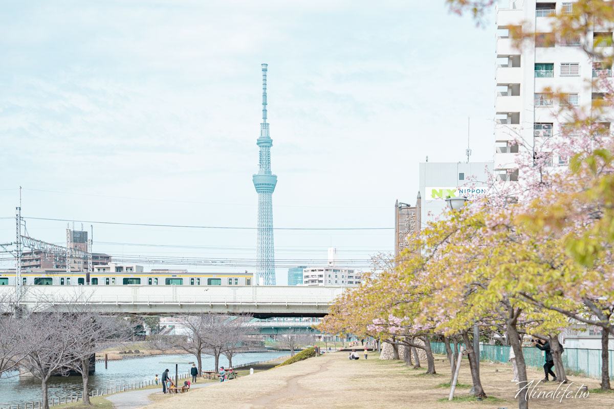 舊中川水邊公園|早春河津櫻與東京晴空塔相伴,夏天有繡球花 @Alina 愛琳娜 舊中川水邊公園|早春河津櫻與東京晴空塔相伴,夏天有繡球花 @Alina 愛琳娜