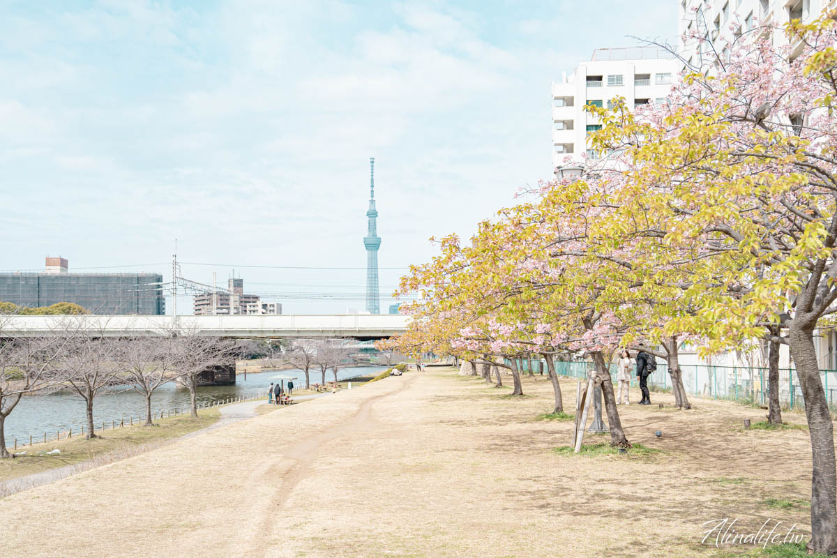 舊中川水邊公園|早春河津櫻與東京晴空塔相伴,夏天有繡球花 @Alina 愛琳娜 舊中川水邊公園|早春河津櫻與東京晴空塔相伴,夏天有繡球花 @Alina 愛琳娜