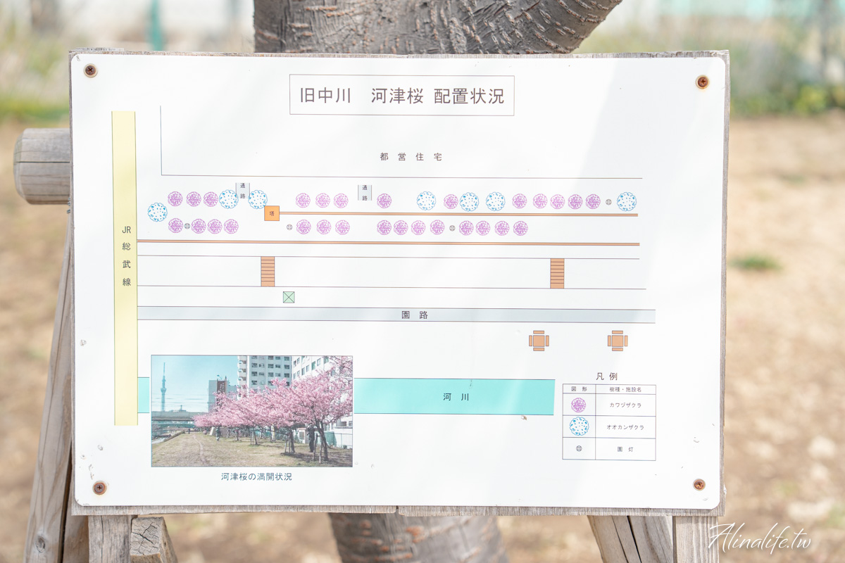 舊中川水邊公園|早春河津櫻與東京晴空塔相伴,夏天有繡球花 @Alina 愛琳娜 舊中川水邊公園|早春河津櫻與東京晴空塔相伴,夏天有繡球花 @Alina 愛琳娜