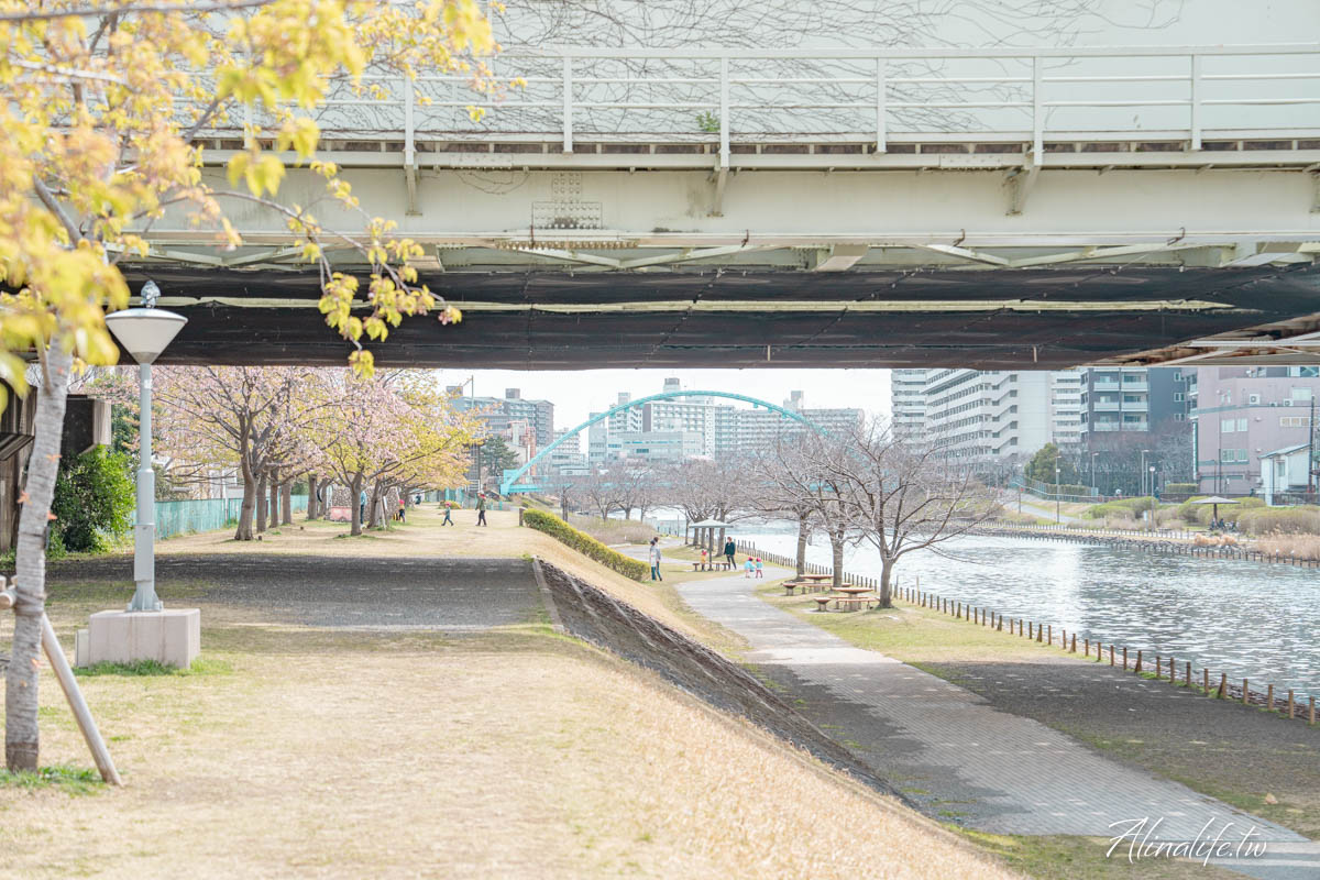 舊中川水邊公園｜早春河津櫻與東京晴空塔相伴，夏天有繡球花 @Alina 愛琳娜