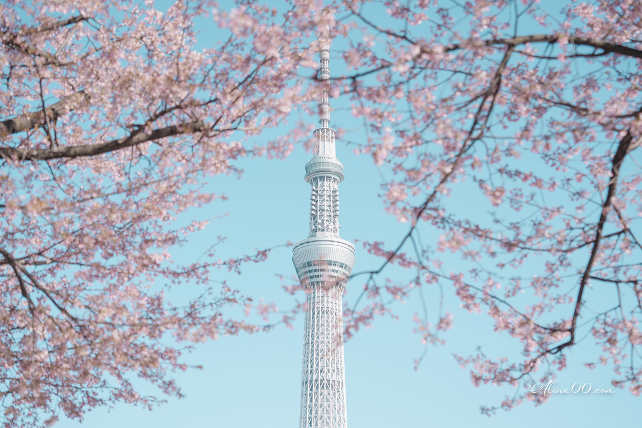 東京櫻花景點攻略》市區24個賞櫻名所+5個近郊櫻花景點推薦 @Alina 愛琳娜 東京櫻花景點攻略》市區24個賞櫻名所+5個近郊櫻花景點推薦 @Alina 愛琳娜