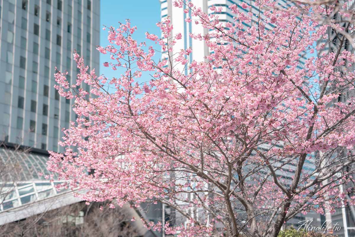 東京櫻花景點攻略》市區24個賞櫻名所+5個近郊櫻花景點推薦 @Alina 愛琳娜 東京櫻花景點攻略》市區24個賞櫻名所+5個近郊櫻花景點推薦 @Alina 愛琳娜