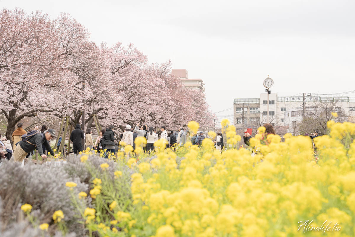 東京櫻花景點攻略》市區24個賞櫻名所+5個近郊櫻花景點推薦 @Alina 愛琳娜 東京櫻花景點攻略》市區24個賞櫻名所+5個近郊櫻花景點推薦 @Alina 愛琳娜