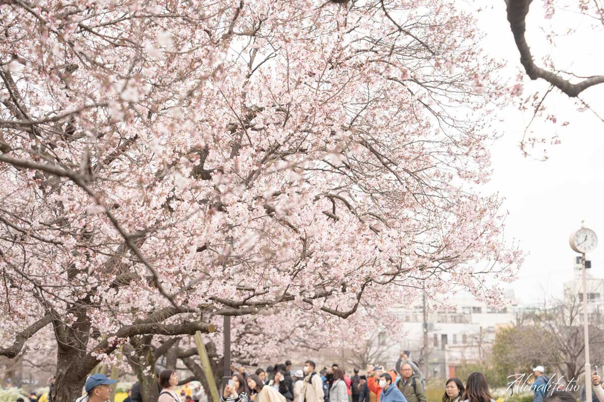 東京櫻花景點攻略》市區24個賞櫻名所+5個近郊櫻花景點推薦 @Alina 愛琳娜 東京櫻花景點攻略》市區24個賞櫻名所+5個近郊櫻花景點推薦 @Alina 愛琳娜