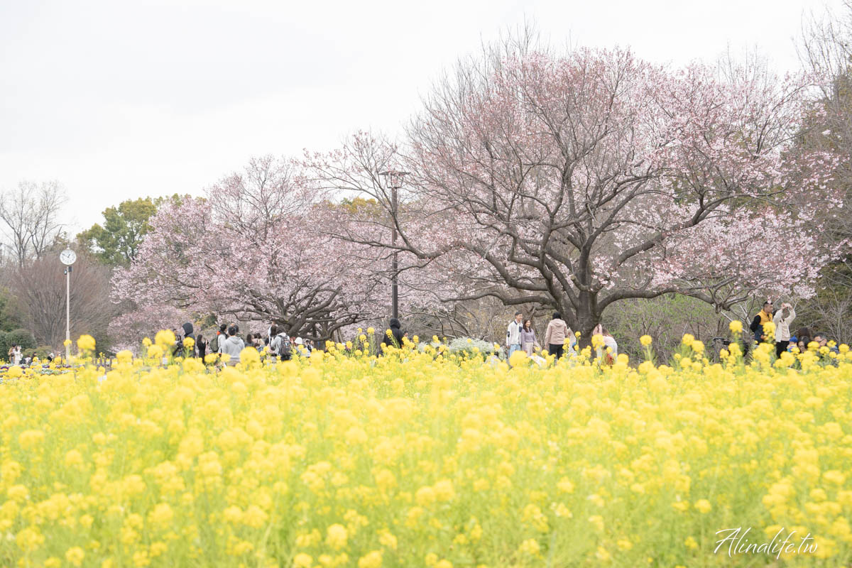 東京櫻花景點攻略》市區24個賞櫻名所+5個近郊櫻花景點推薦 @Alina 愛琳娜