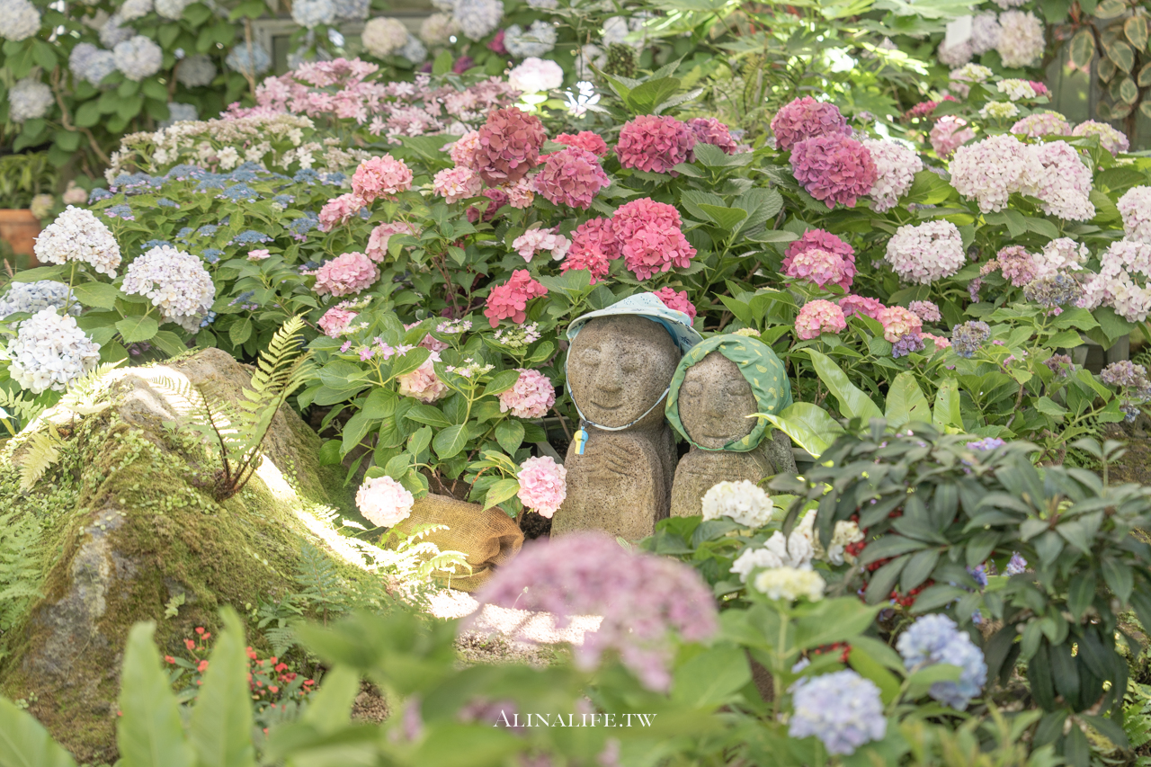 山茶花之丘|濟州島最熱門的繡球花景點,從冬天美到夏天 @Alina 愛琳娜 山茶花之丘|濟州島最熱門的繡球花景點,從冬天美到夏天 @Alina 愛琳娜