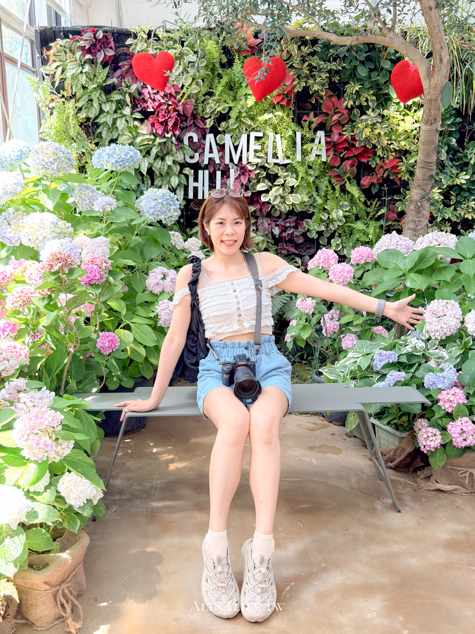 山茶花之丘｜濟州島最熱門的繡球花景點，從冬天美到夏天 @Alina 愛琳娜