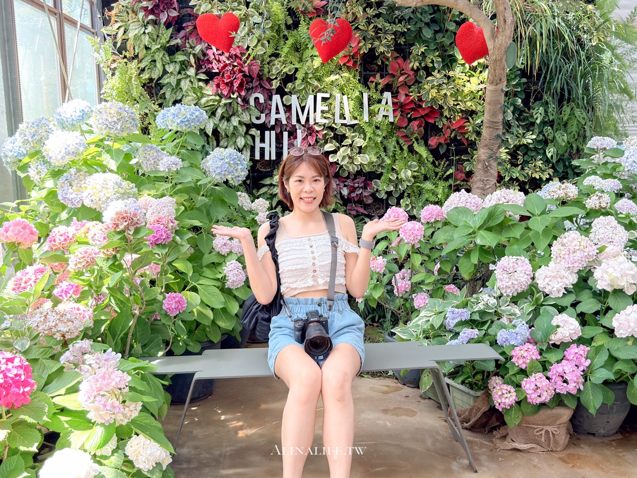 山茶花之丘|濟州島最熱門的繡球花景點,從冬天美到夏天 @Alina 愛琳娜 山茶花之丘|濟州島最熱門的繡球花景點,從冬天美到夏天 @Alina 愛琳娜